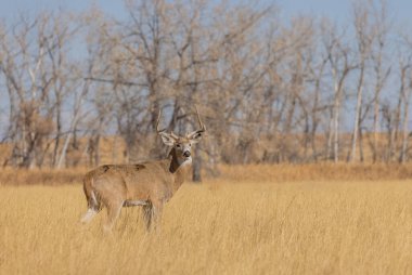 Colorado 'da sonbaharda tekdüze bir geyik avı