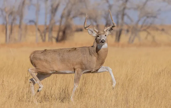 Veado Cervo Whitetail Buck Rotina Colorado Outono — Fotografia de Stock