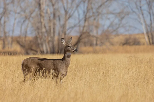 Veado Cervo Whitetail Buck Rotina Colorado Outono — Fotografia de Stock