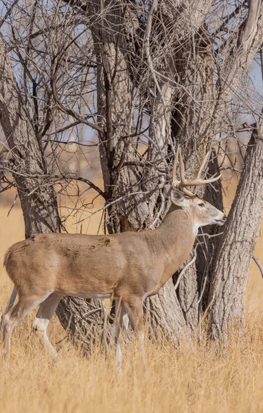 Whitetail Deer Buck Rut Colorado Fall — Stock Photo, Image