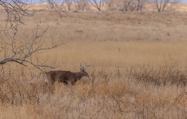 Een Witstaart Hert Bok Sleur Colorado Herfst — Stockfoto