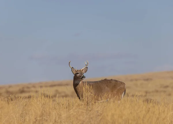 Een Witstaart Hert Bok Sleur Colorado Herfst — Stockfoto