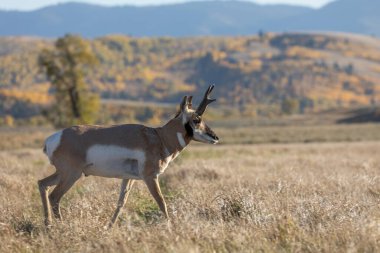 Wyoming 'de sonbaharda bir antilop geyiği.