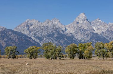Wyoming 'de sonbaharda bir antilop geyiği.