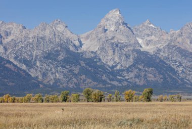 Wyoming 'de sonbaharda bir antilop geyiği.