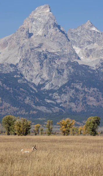 Een Pronghorn Antilopen Bok Wyoming Herfst — Stockfoto