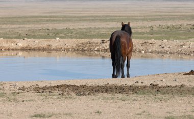 Utah 'ta çöldeki bir su birikintisinde vahşi bir at.