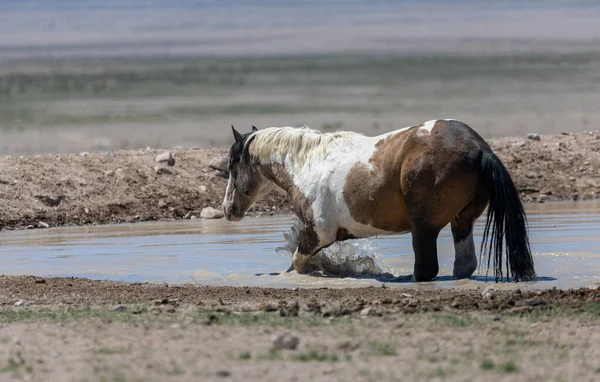 Wild Horse Desert Waterhole Utah — Stock Photo, Image