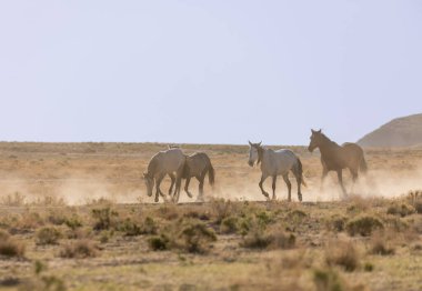 Baharda Utah çölünde güzel vahşi atlar