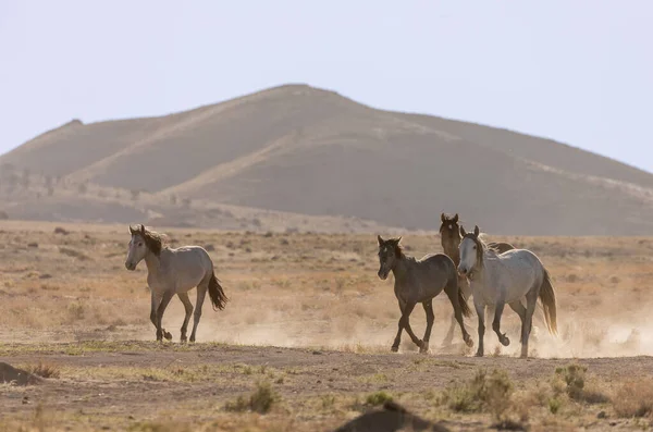 Beautiful Wild Horses Spring Utah Desert — Stock Photo, Image