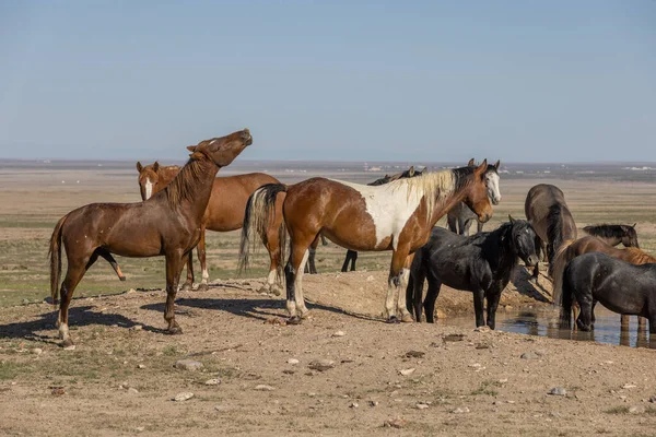 Beautiful Wild Horses Spring Utah Desert — Stock Photo, Image