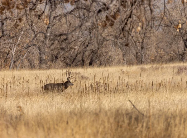 Veado Mula Buck Durante Rotina Colorado Outono — Fotografia de Stock