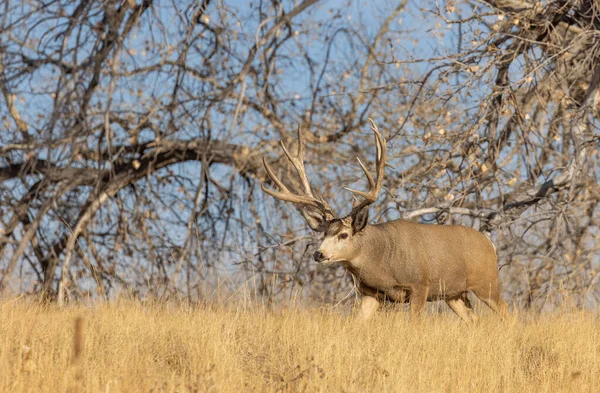 Veado Mula Buck Durante Rotina Colorado Outono — Fotografia de Stock