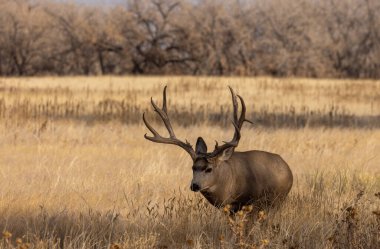 Colorado 'da sonbaharda tekdüze bir geyik.