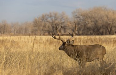 Colorado 'da sonbaharda tekdüze bir geyik.