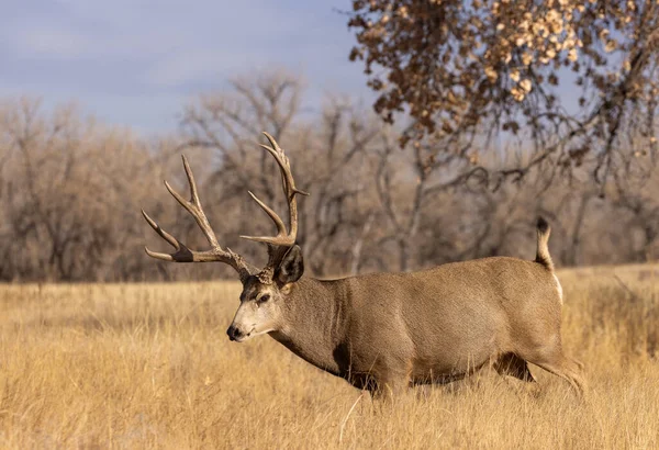 Cervo Mulo Dollaro Nel Solco Autunno Colorado — Foto Stock