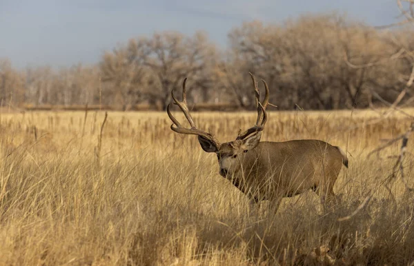 Buck Mule Deer Rut Autumn Colorado — Stock Photo, Image