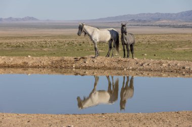Utah çölündeki bir su birikintisine yansıyan vahşi atlar.