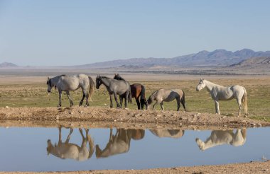 Utah çölündeki bir su birikintisine yansıyan vahşi atlar.