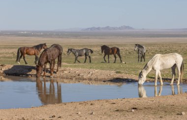Utah çölündeki bir su birikintisine yansıyan vahşi atlar.