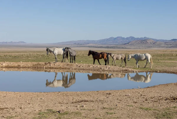 Caballos Salvajes Reflejados Pozo Agua Del Desierto Utah — Foto de Stock