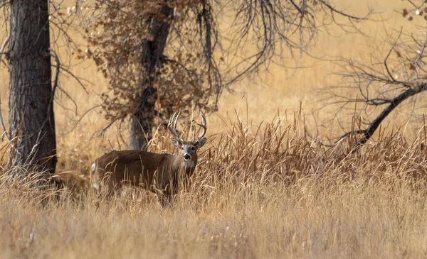 Een Hert Van Een Buck Whitetail Tijdens Herfstsleur Colorado — Stockfoto