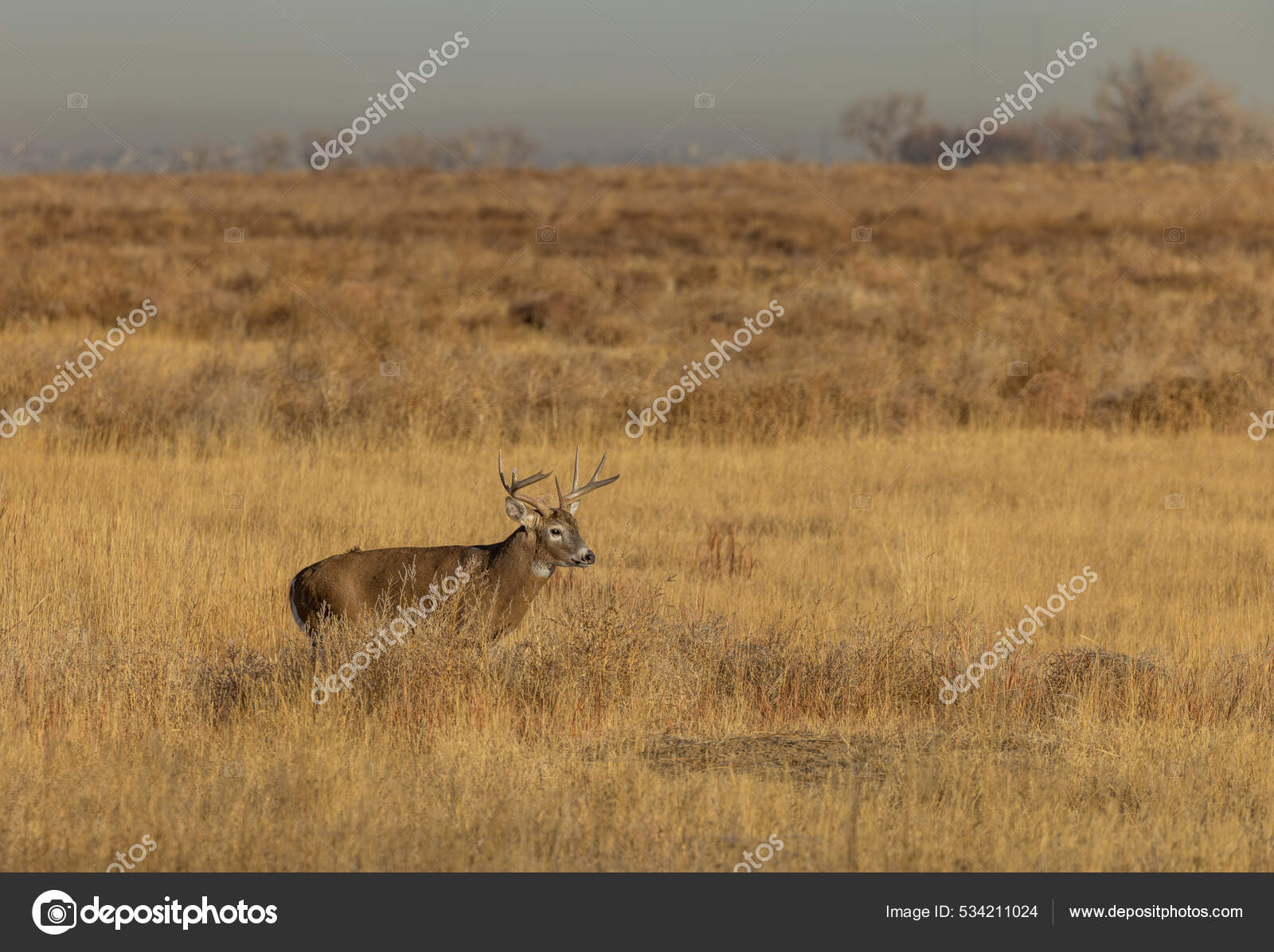 Buck Whitetail Deer Fall Rut Colorado — Stock Photo © twildlife #534211024