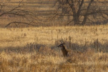 Colorado 'da sonbahar monotonluğu sırasında geyik sürüsü
