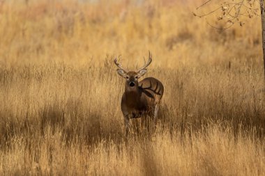 Colorado 'da sonbahar monotonluğu sırasında geyik sürüsü