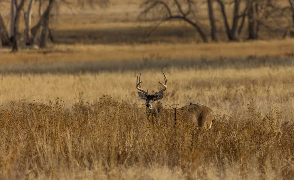 Veado Buck Whitetail Durante Rotina Outono Colorado — Fotografia de Stock