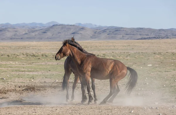 Par Garanhões Selvagens Lutando Deserto Utah — Fotografia de Stock