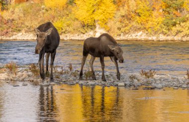 Grand Teton Ulusal Parkı 'nda sonbaharda bir inek ve buzağı şiş geyiği.