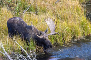 Sonbaharda Wyoming 'de bir boğa geyik çiftleşir.
