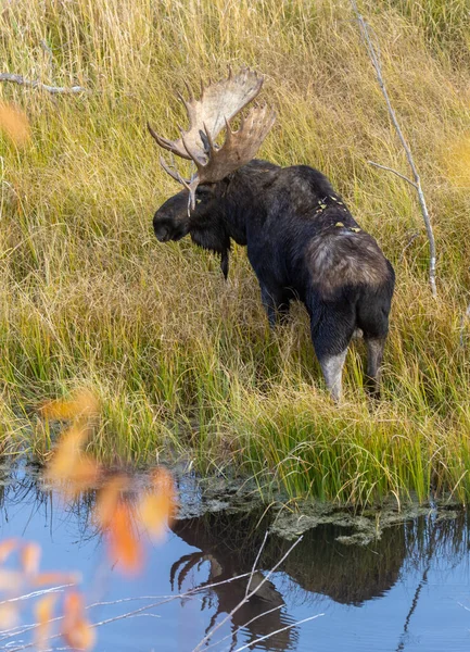 Wyoming 'de sonbaharda bir gölete yansıyan bir boğa shiras geyiği.