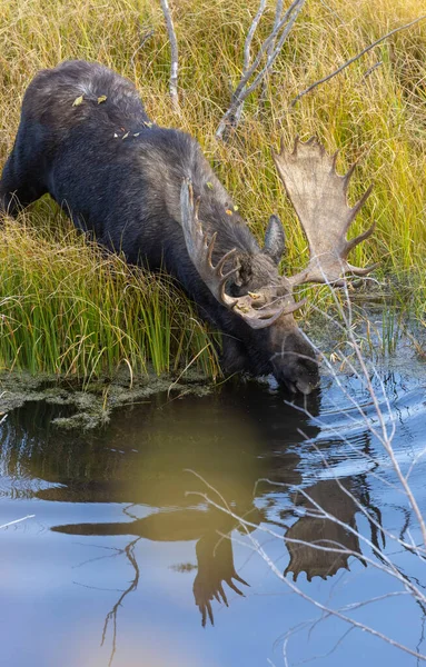 Wyoming 'de sonbaharda bir gölete yansıyan bir boğa shiras geyiği.