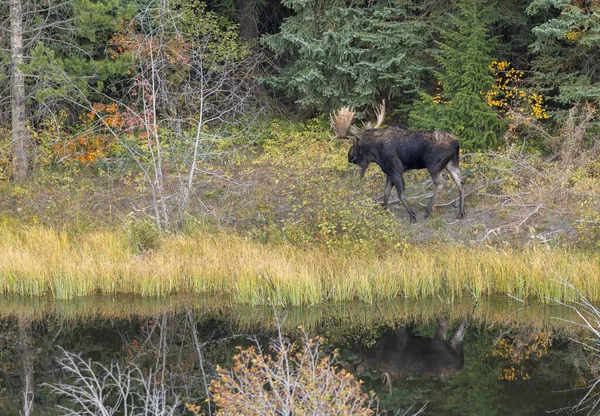 Bull Shiras Moose Reflected Pond Autumn Wyoming — Stock Photo, Image