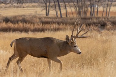Colorado 'da sonbaharda tekdüze bir geyik.