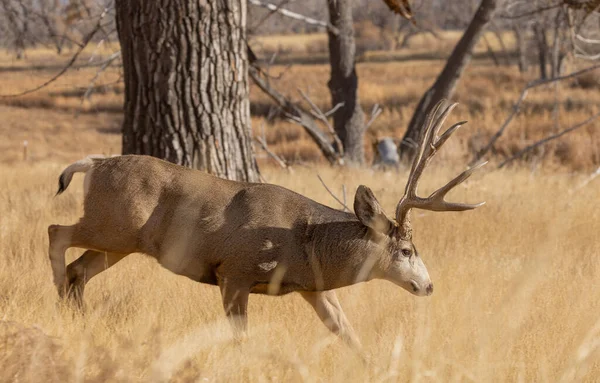 Ciervo Mula Buck Durante Rutina Otoño Colorado —  Fotos de Stock