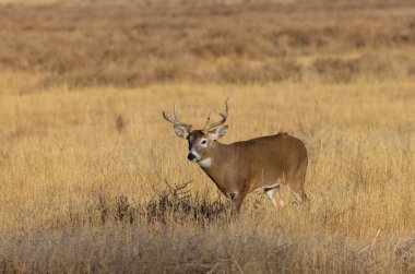 Colorado 'da sonbaharda tekdüze bir geyik sürüsü