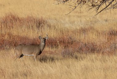 Colorado 'da sonbaharda tekdüze bir geyik sürüsü