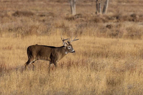 Een Hert Bronst Colorado Herfst — Stockfoto