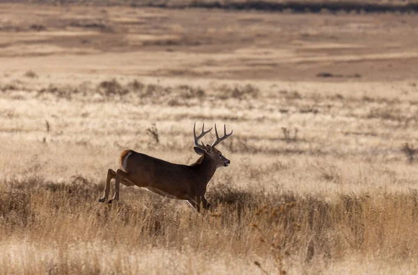 Een Hert Bronst Colorado Herfst — Stockfoto