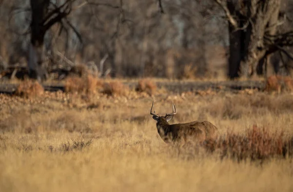 Buck Whitetail Deer Rut Autumn Colorado — Stock Photo, Image