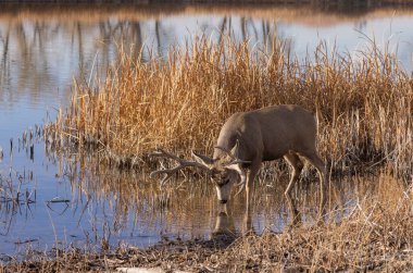 Colorado 'da sonbaharda monoton havalarda göl kenarında serinleyen bir geyik.