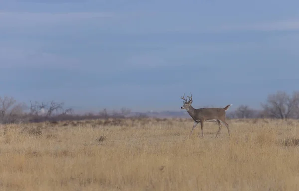 Ein Weißnagel Rehbock Während Der Herbstjagd Colorado — Stockfoto