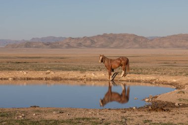 Baharda Utah çölündeki bir su birikintisine yansıyan vahşi bir at.
