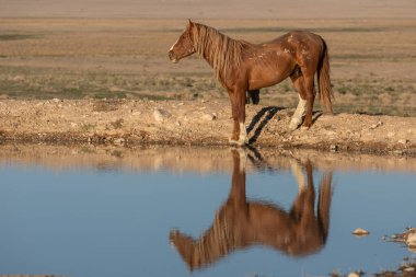 Baharda Utah çölündeki bir su birikintisine yansıyan vahşi bir at.