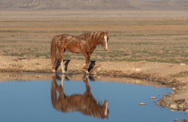 Baharda Utah çölündeki bir su birikintisine yansıyan vahşi bir at.