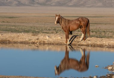 Baharda Utah çölündeki bir su birikintisine yansıyan vahşi bir at.