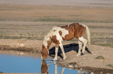 Baharda Utah çölündeki bir su birikintisine yansıyan vahşi bir at.